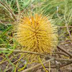 leptophylla var melletica